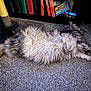 cat, fluffy, long_hair, carpet, indoor, bookshelf, books, toy, scratching_post, relaxed, pet, furniture, home, animal, stretching, gray, white, black, cozy, feline
