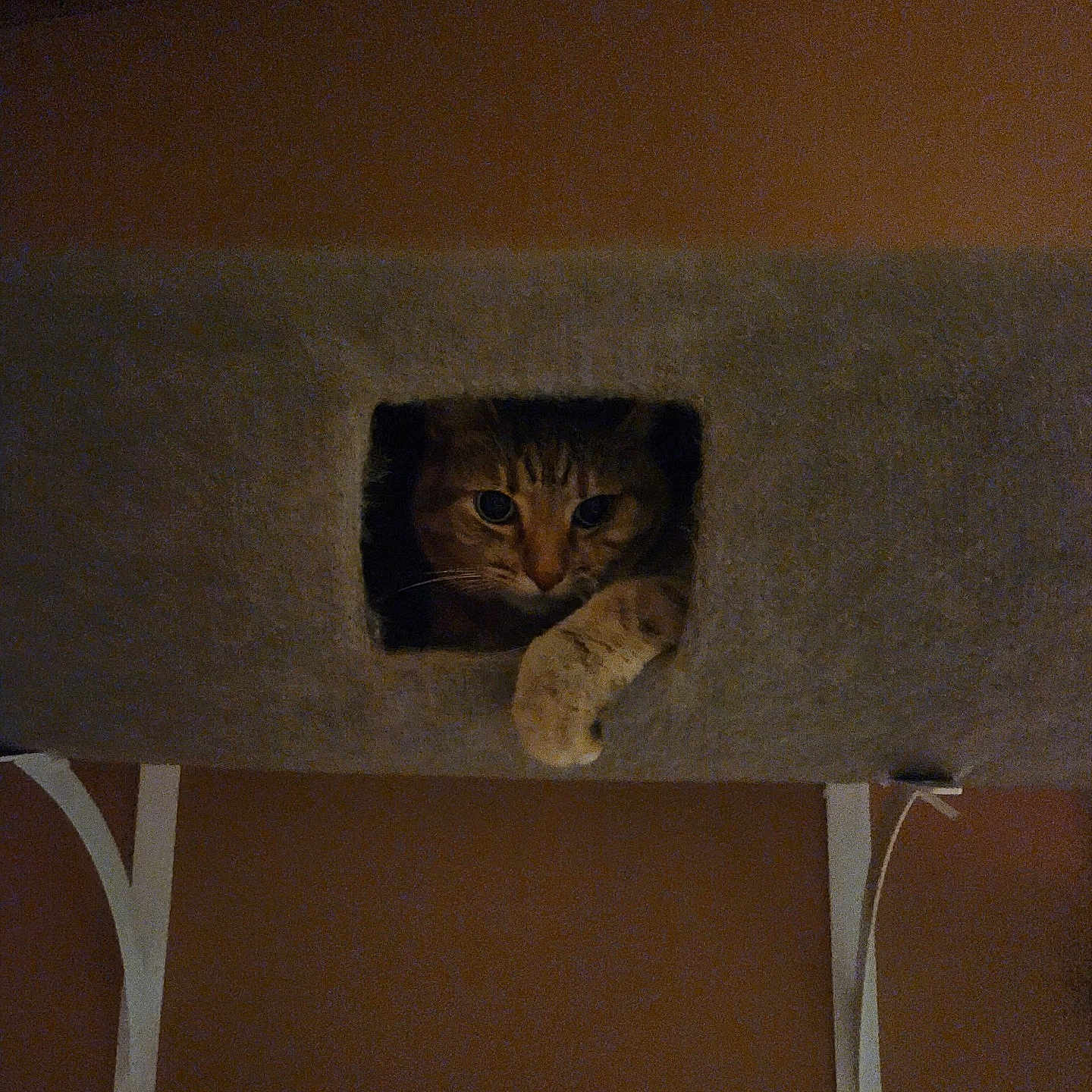 Kit Kat joined the competition — help win amazing prizes! animal, brown_cat, carpeted_surface, cat, cat_tree, cozy, curious, cute, dim_light, feline, furniture, home, indoor, paw, pet, relaxed, resting, shelter, square_hole, whiskers