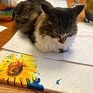 Daugles Aka Stinky is registered to the contest to win money with this photo: cat, fluffy, paint_by_numbers, sunflower, canvas, table, wooden_table, crackers_box, goldfish, soda_can, indoor, painting, art_supplies, pet, animal, striped_cat, white_fur, brown_fur, relaxed, close_up