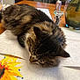 cat, tabby, painting, paint_by_numbers, table, wooden_table, can, water_bottle, vase, kitchen, fur, sleeping, art, colorful, indoor, domestic_animal, pet, closeup, paint, relaxing