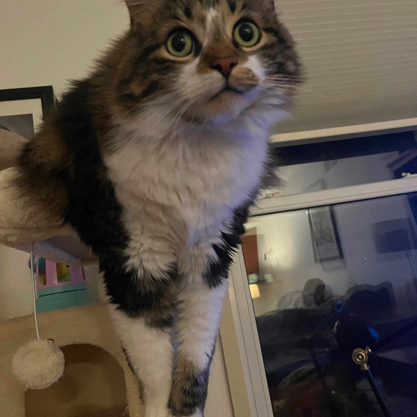 Daugles Aka Stinky is registered to the contest to win money with this photo: animal, cat, cat_tree, cozy, curious, domestic, ears, fluffy, fur, furniture, indoor, mammal, paws, perched, pet, reflection, toy, whiskers, wide_eyes, window