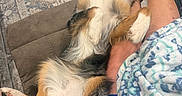 Cookie is registered to the contest to win money with this photo: animal, blanket, colorful_clothing, couch, cozy, dog, footwear, fur, indoors, leg, living_room, patterned, paw, person, pet, plush_toy, relaxing, rug, snuggling, toy_brush