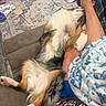 animal, blanket, colorful_clothing, couch, cozy, dog, footwear, fur, indoors, leg, living_room, patterned, paw, person, pet, plush_toy, relaxing, rug, snuggling, toy_brush
