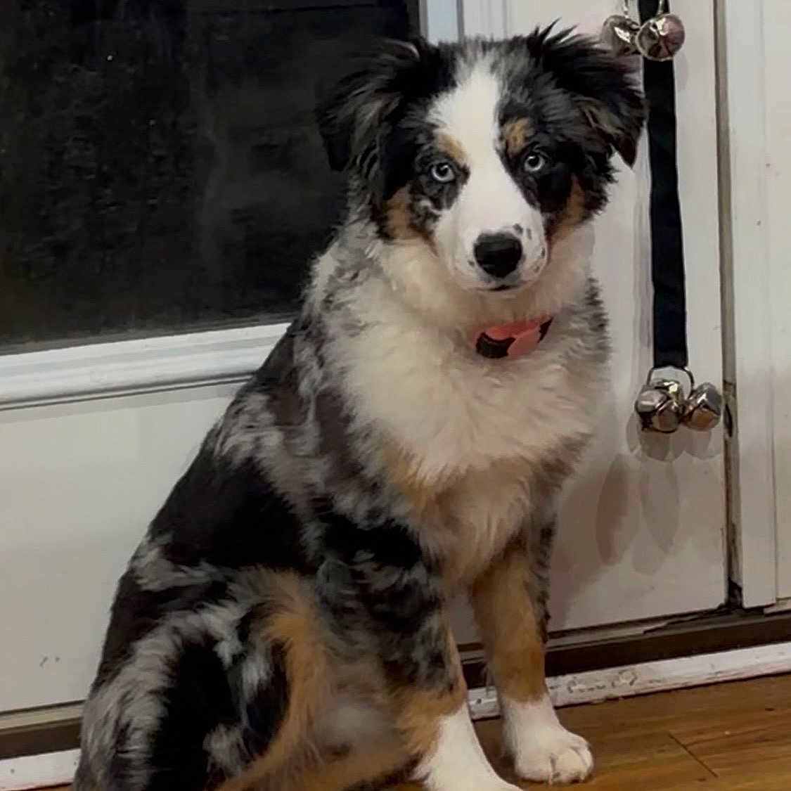 Cookie