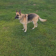 Zeus is registered to the contest to win money with this photo: dog, german_shepherd, canine, pet, outdoor, grass, lawn, fence, animal, mammal, standing, alert, collar, ears, tail, fur, nature, daylight, backyard, watchful