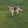 dog, german_shepherd, canine, pet, outdoor, grass, lawn, fence, animal, mammal, standing, alert, collar, ears, tail, fur, nature, daylight, backyard, watchful