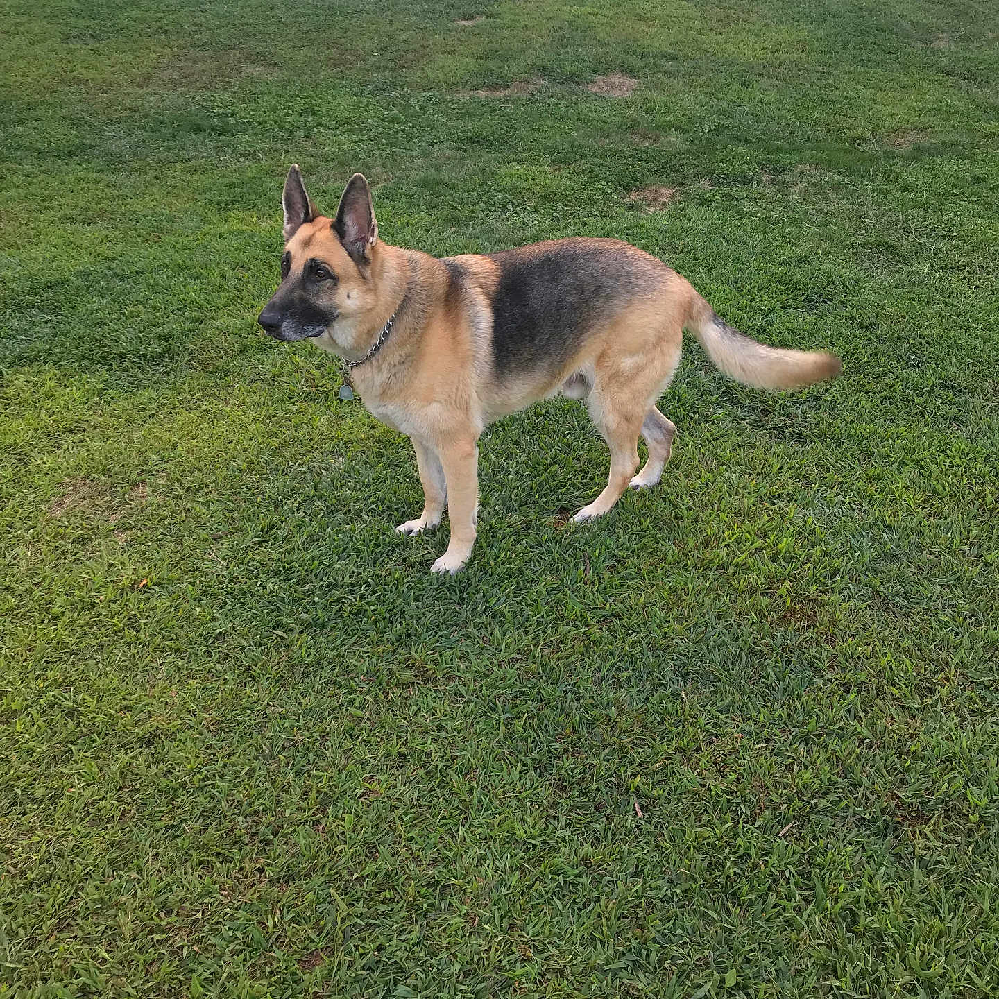 Zeus is registered to the contest to win money with this photo: dog, german_shepherd, canine, pet, outdoor, grass, lawn, fence, animal, mammal, standing, alert, collar, ears, tail, fur, nature, daylight, backyard, watchful