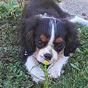 Api a rejoint le concours — aidez-le/la à gagner de superbes lots ! puppy, dog, grass, flower, outdoor, nature, pet, cute, animal, sniffing, greenery, young, fur, small, playful, adorable, closeup, leaf, collar, sunlight