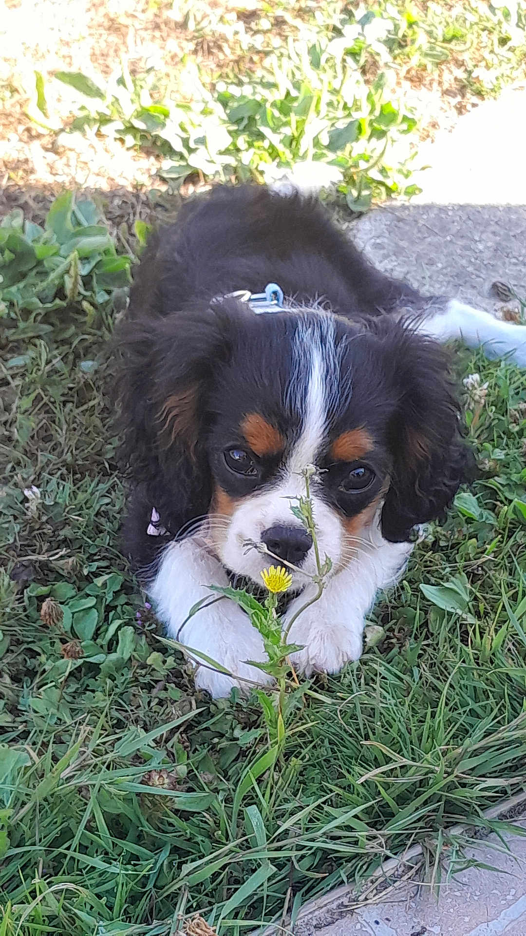 Api a rejoint le concours — aidez-le/la à gagner de superbes lots ! puppy, dog, grass, flower, outdoor, nature, pet, cute, animal, sniffing, greenery, young, fur, small, playful, adorable, closeup, leaf, collar, sunlight