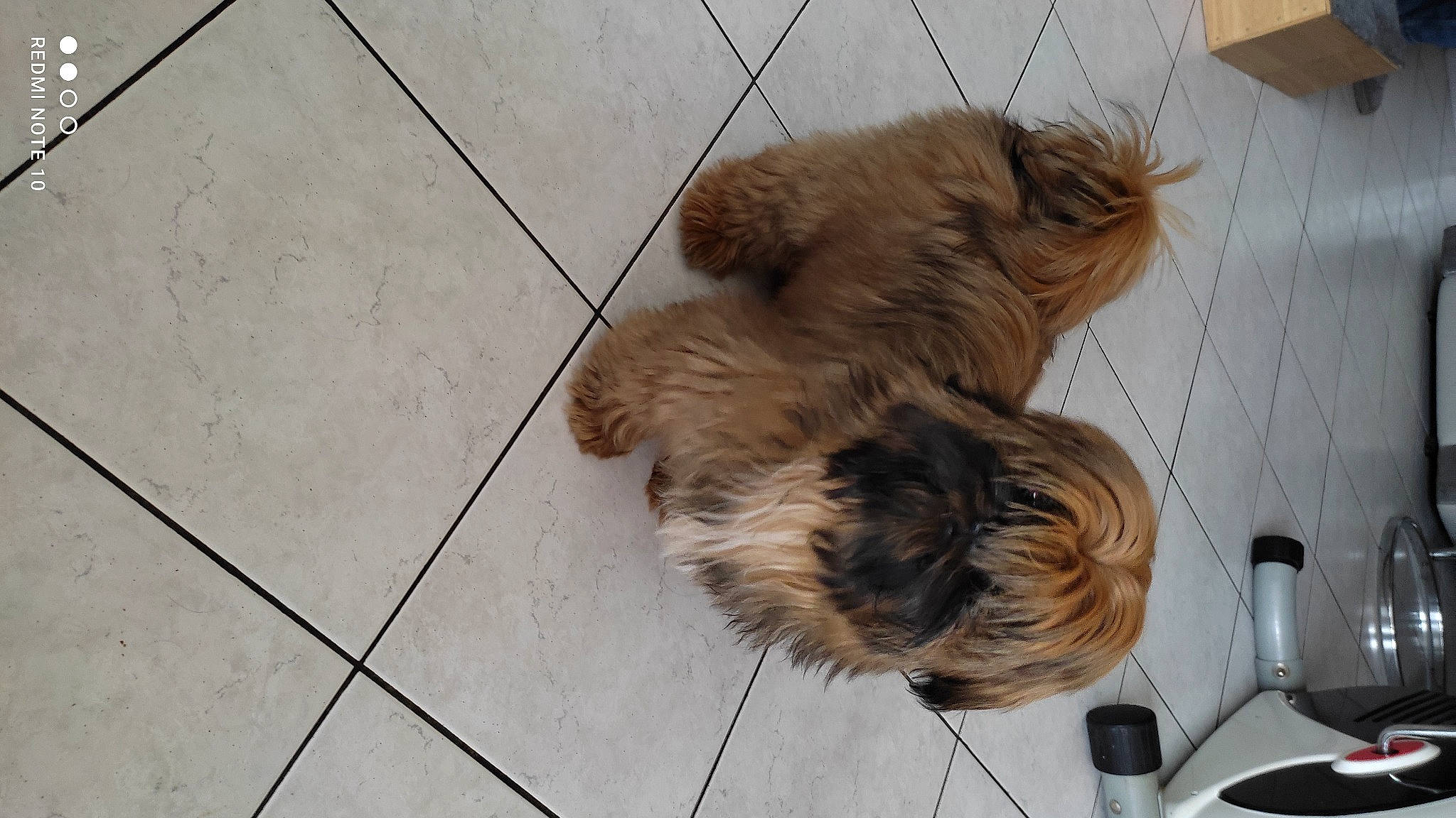 Tyanna participe au concours pour gagner de l'argent avec cette photo : canidae, carnivore, companion_dog, dog, dog_breed, dog_supply, fawn, floor, flooring, fur, liver, pet_supply, small_terrier, snout, sporting_group, tail, terrier, tile_flooring, toy_dog, working_animal