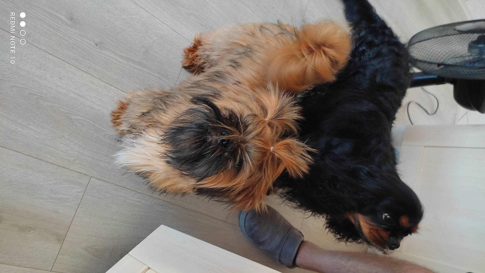 Tyanna participe au concours pour gagner de l'argent avec cette photo : canidae, carnivore, claw, comfort, companion_dog, dog, dog_breed, felidae, foot, fur, liver, paw, small_terrier, small_to_medium_sized_cats, snout, sporting_group, tail, terrier, toy_dog, whiskers