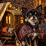 dog, chihuahua, costume, cape, headscarf, coins, miniature_caravan, carpet, ornate, patterned, medieval, stone_wall, lighting, outdoor, pet, portrait, decorative, travel_theme, small_dog, cute