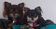 Gucci Chanel a rejoint le concours — aidez-le/la à gagner de superbes lots ! dog, small_dog, chihuahua, pet, animal, cute, sitting, blanket, couch, indoor, fur, ears, collar, alert, two_dogs, companions, domestic_animal, resting, portrait, home