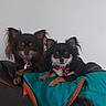 dog, small_dog, chihuahua, pet, animal, cute, sitting, blanket, couch, indoor, fur, ears, collar, alert, two_dogs, companions, domestic_animal, resting, portrait, home