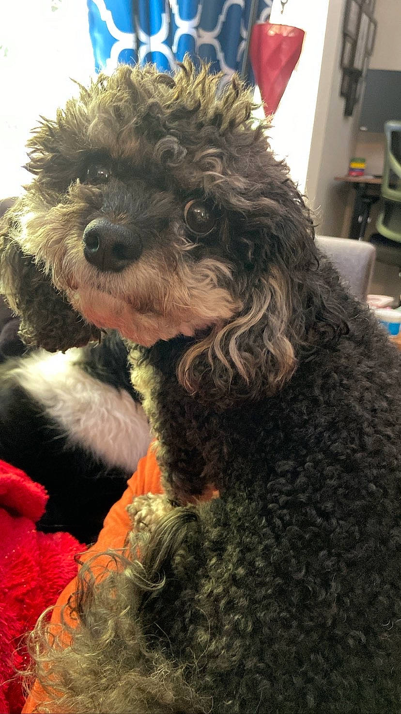 Bailee is registered to the contest to win money with this photo: canidae, carnivore, companion_dog, dog, dog_breed, dog_collar, event, fur, natural_material, non_sporting_group, small_terrier, snout, sporting_group, terrier, toy_dog, water_dog, working_animal