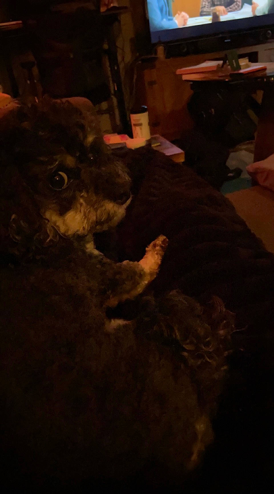 Bailee is registered to the contest to win money with this photo: art, canidae, companion_dog, darkness, dog, dog_breed, fawn, flooring, fun, fur, guard_dog, hardwood, midnight, night, soil, sporting_group, tail, whiskers, wood, working_animal