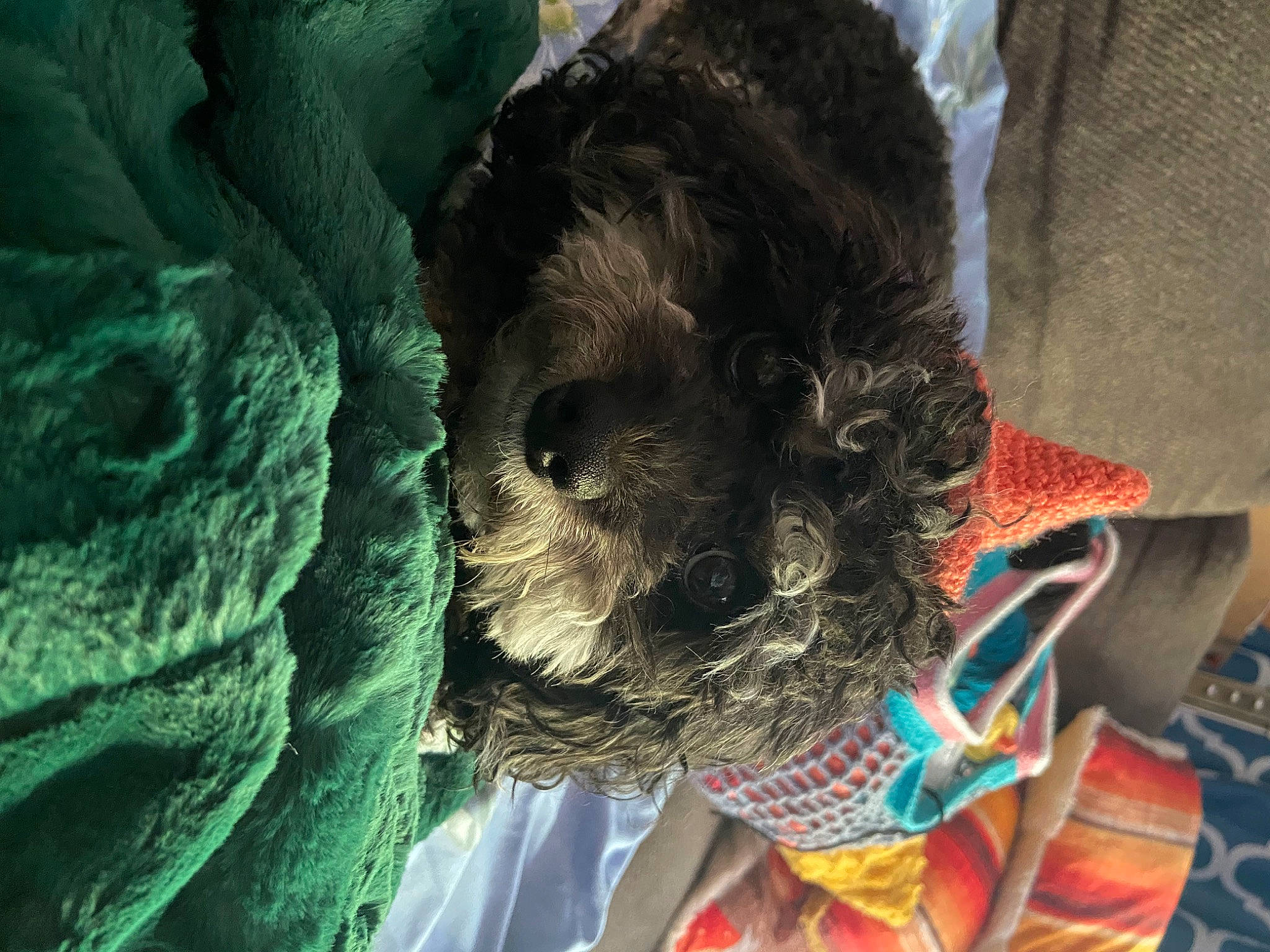 Bailee is registered to the contest to win money with this photo: canidae, carnivore, companion_dog, dog, dog_breed, dog_clothes, dog_supply, fur, linens, non_sporting_group, pattern, schnauzer, small_terrier, snout, sporting_group, tail, terrier, toy_dog, wool