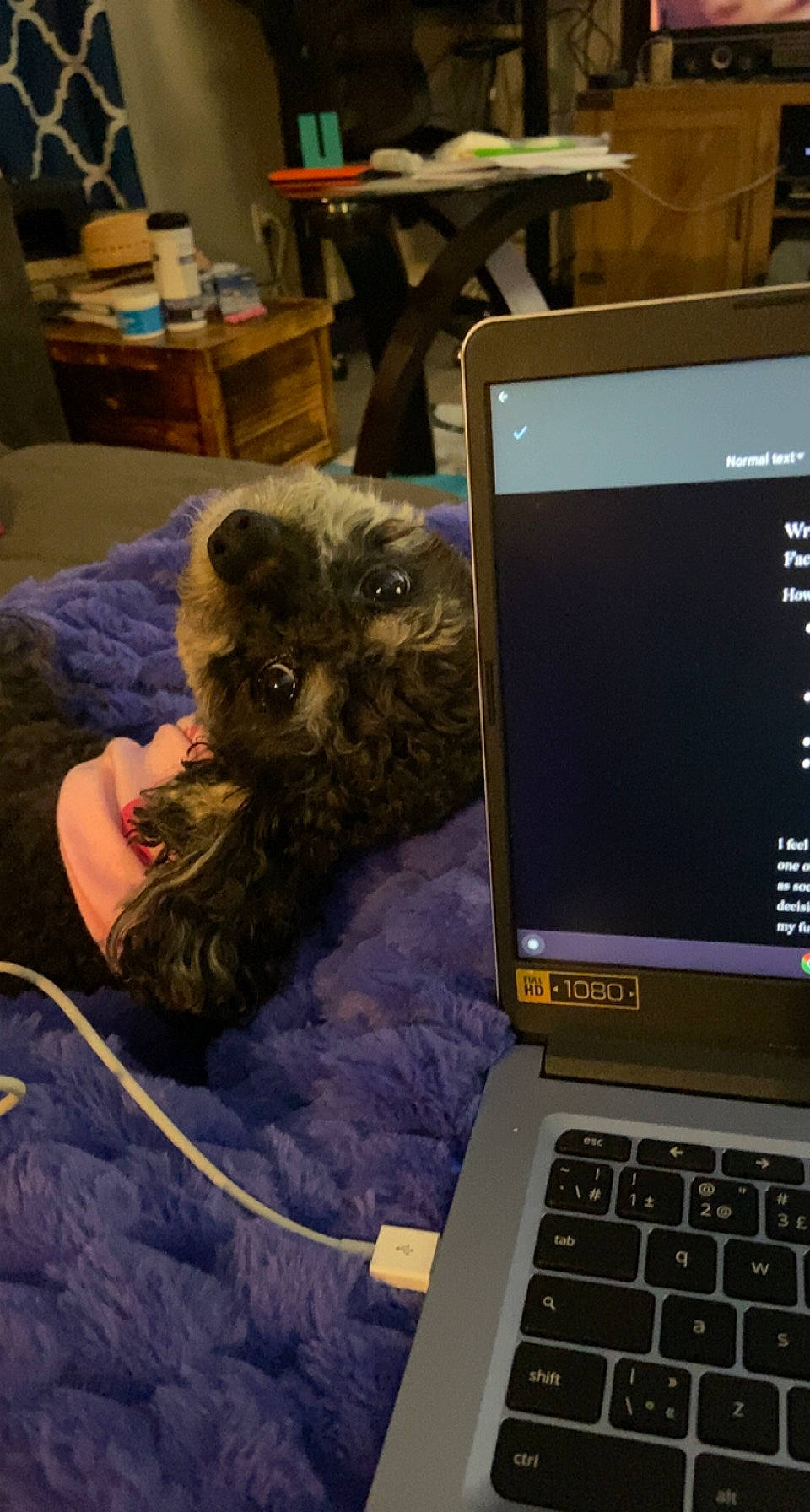 Bailee joined the competition — help win amazing prizes! comfort, communication_device, companion_dog, computer, computer_hardware, display_device, dog_breed, felidae, gadget, input_device, lap, laptop, netbook, office_equipment, output_device, peripheral, personal_computer, space_bar, table, touchpad