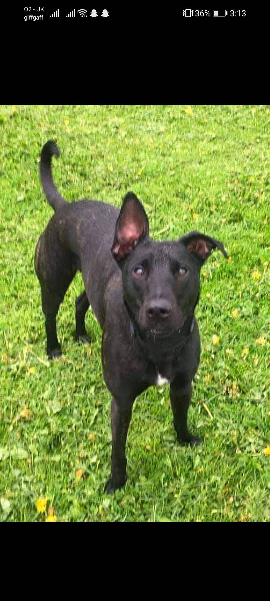 Willow joined the competition — help win amazing prizes! art, borador, canidae, carnivore, companion_dog, dog, dog_breed, fawn, grass, grassland, guard_dog, hunting_dog, non_sporting_group, plant, snout, sporting_group, tail, terrestrial_animal, working_animal, working_dog