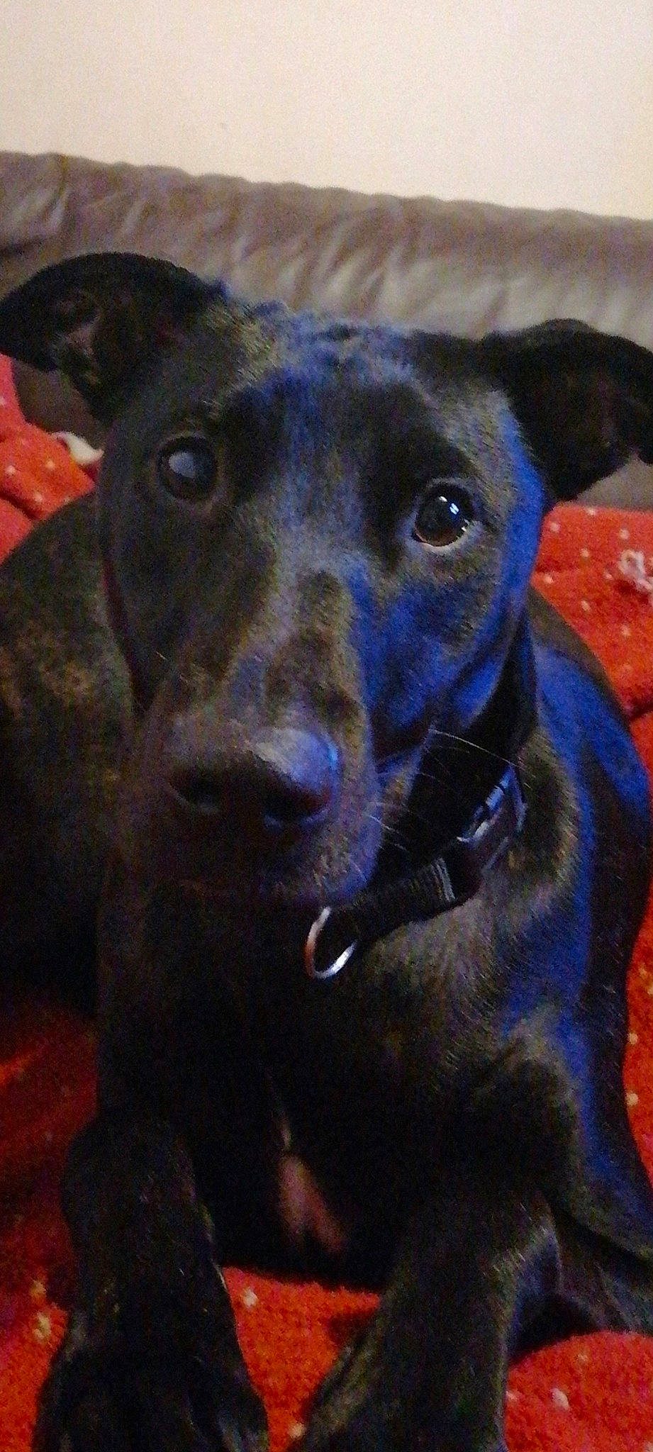 Willow is registered to the contest to win money with this photo: borador, canidae, carnivore, collar, companion_dog, dog, dog_breed, dog_collar, ear, electric_blue, fawn, fur, guard_dog, liver, snout, sporting_group, street_dog, whiskers, working_animal, working_dog