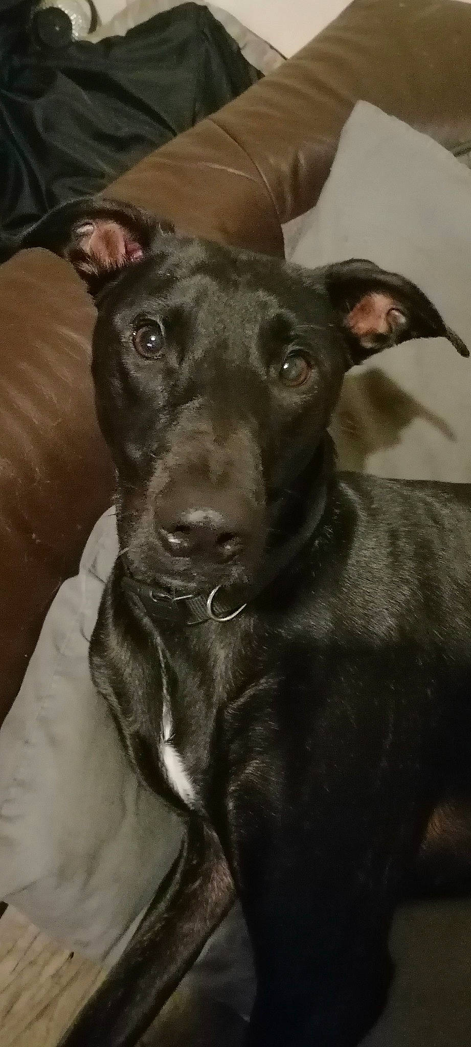 Willow joined the competition — help win amazing prizes! borador, canidae, carnivore, collar, companion_dog, dog, dog_breed, dog_collar, ear, fawn, fur, grey, jaw, liver, pet_supply, snout, sporting_group, toy_dog, whiskers, working_animal