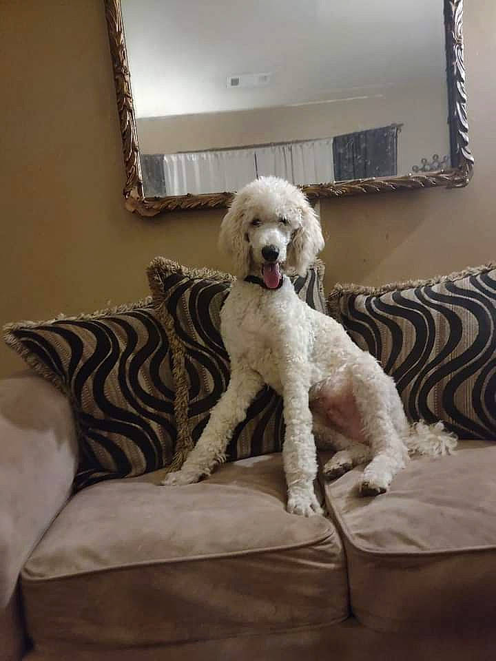 Bruno is registered to the contest to win money with this photo: carnivore, chair, comfort, companion_dog, couch, dog, dog_breed, fawn, floor, flooring, furniture, hardwood, living_room, mirror, picture_frame, poodle, room, water_dog, wood, working_animal