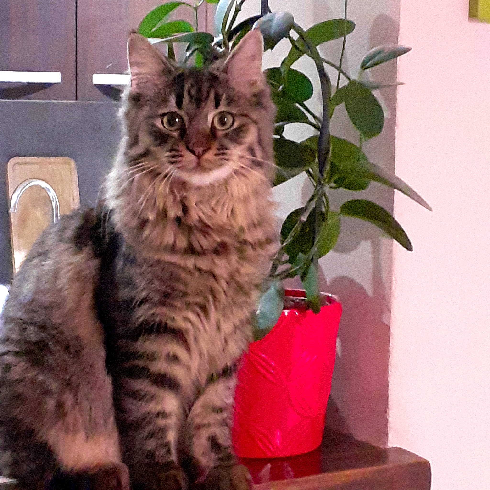 Cannelle a rejoint le concours — aidez-le/la à gagner de superbes lots ! box, carnivore, cat, comfort, domestic_short_haired_cat, felidae, flowerpot, fur, houseplant, paw, plant, sitting, small_to_medium_sized_cats, snout, tail, terrestrial_animal, whiskers