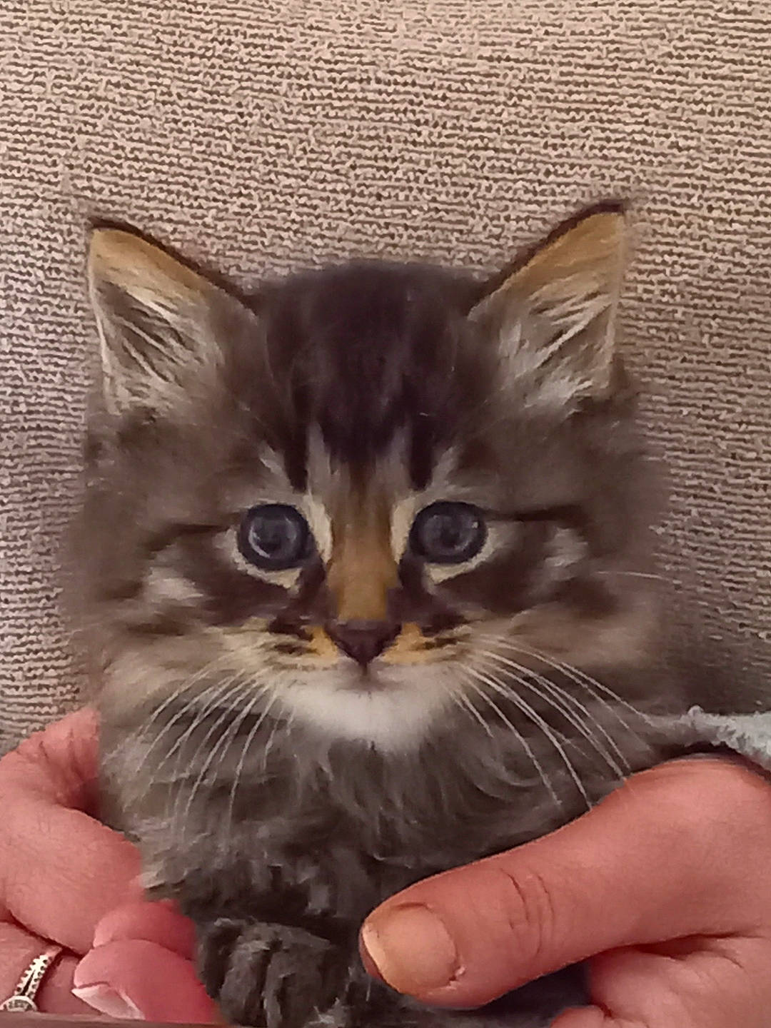 Cannelle participe au concours pour gagner de l'argent avec cette photo : box, cardboard, carnivore, cat, claw, domestic_short_haired_cat, fawn, felidae, fur, gesture, hand, nail, paw, photo_caption, small_to_medium_sized_cats, snout, terrestrial_animal, thumb, whiskers