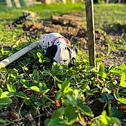 Vicky participe au concours pour gagner de l'argent avec cette photo : animal, blurred_background, collar, curious, dalmatian, daylight, dog, earth, garden, greenery, nature, outdoor, pet, plants, puppy, shallow_depth_of_field, sniffing, soil, sunlight, young_dog