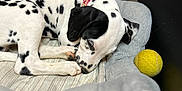Vicky participe au concours pour gagner de l'argent avec cette photo : animal, black_and_white, blanket, collar, cozy, cute, dalmatian, dog_bed, fur, indoor, nose, paw, pet, puppy, relaxing, resting, sleeping, spots, tennis_ball, young_dog