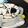 animal, black_and_white, blanket, collar, cozy, cute, dalmatian, dog_bed, fur, indoor, nose, paw, pet, puppy, relaxing, resting, sleeping, spots, tennis_ball, young_dog