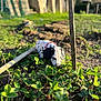 Vicky a rejoint le concours — aidez-le/la à gagner de superbes lots ! blurred_background, collar, curious, dalmatian, daytime, dog, garden, greenery, house, leaves, nature, outdoor, pet, plants, puppy, shadows, soil, stick, sunlight, young_dog