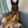 Peyton participe au concours pour gagner de l'argent avec cette photo : animal, black_fur, brown_fur, canine, companion, couch, dog, domestic_animal, ear, fur, german_shepherd, household, indoor, leisure, long_fur, pet, portrait, relaxed, sitting, tongue_out