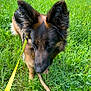 Peyton a rejoint le concours — aidez-le/la à gagner de superbes lots ! animal, canine, closeup, companion, daytime, dog, ears, field, fur, german_shepherd, grass, greenery, leash, nature, outdoor, pet, playful, stick, summer, walking