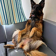 Peyton a rejoint le concours — aidez-le/la à gagner de superbes lots ! animal, canine, companion, couch, cute, dog, ears, fur, furniture, german_shepherd, home, indoor, leather, mammal, pet, portrait, relaxed, sitting, striped_curtain, tongue