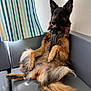 animal, canine, companion, couch, cute, dog, ears, fur, furniture, german_shepherd, home, indoor, leather, mammal, pet, portrait, relaxed, sitting, striped_curtain, tongue