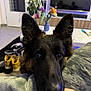 blanket, close_up, cozy, dog, ear, eyes, floor, flowers, fur, furniture, german_shepherd, hand, home, indoor, living_room, nose, pet, shoes, television, vase