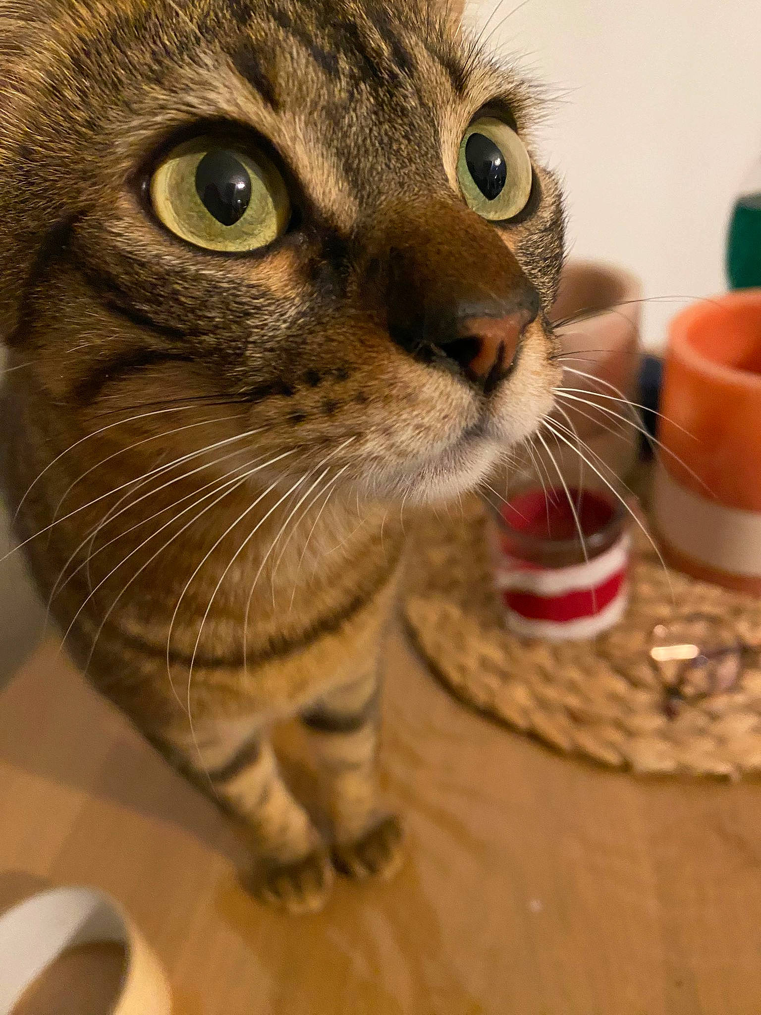 Sushi participe au concours pour gagner de l'argent avec cette photo : carnivore, cat, claw, domestic_short_haired_cat, eye, fawn, felidae, flowerpot, fur, paw, pet_supply, small_to_medium_sized_cats, snout, terrestrial_animal, whiskers, wood