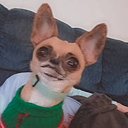 Marley Branham joined the competition — help win amazing prizes! animal, blanket, blurred, blurry, collar, companion, couch, cute, dog, domestic, ears, face, furry, green_sweater, indoor, pet, red_sweater, resting, small_dog, sweater