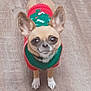 Marley Branham joined the competition — help win amazing prizes! animal, brown_fur, chihuahua, clothing, cute, dog, domestic_animal, ears, festive, floor, holiday, indoor, looking_up, pet, small_dog, standing, sweater, tail, white_paws, wooden_floor