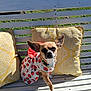 Marley Branham joined the competition — help win amazing prizes! dog, small_dog, outdoor, bench, cushion, yellow_cushion, white_bench, dog_clothing, strawberry_pattern, pet, sunlight, grass, tree, wood, paw, ears, cute, animal, pet_fashion, resting