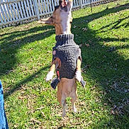 Marley Branham joined the competition — help win amazing prizes! dog, jumping, sweater, grass, outdoor, fence, sunny, pet, playful, mouth_open, toy, human_leg, human_arm, small_dog, backyard, animal, daylight, nature, happy, active