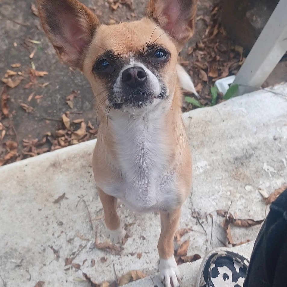 Marley Branham joined the competition — help win amazing prizes! animal, black_pants, concrete, cow_print_shoes, curious_expression, daylight, dirt, dog, dry_leaves, footwear, large_ears, looking_up, nature, outdoor, person, pet, small_dog, step, tan_dog, white_paws