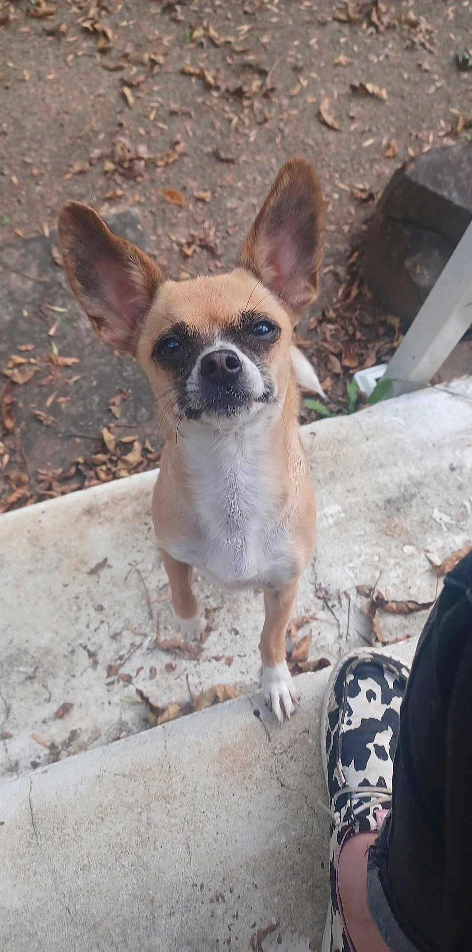 Marley Branham joined the competition — help win amazing prizes! dog, small_dog, tan_dog, white_paws, large_ears, outdoor, concrete, step, person, footwear, cow_print_shoes, black_pants, curious_expression, animal, pet, looking_up, dry_leaves, dirt, nature, daylight