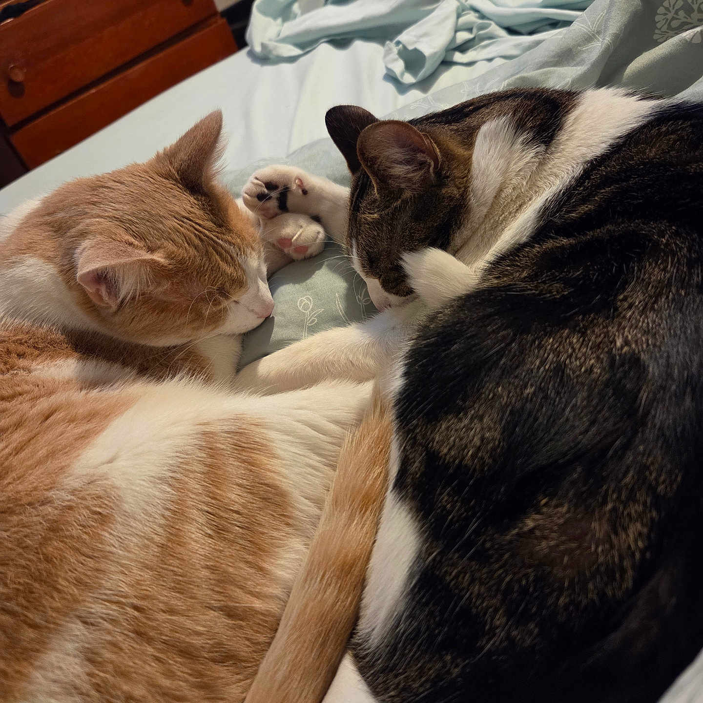 Frankie And Leelo joined the competition — help win amazing prizes! bed, bedroom, blanket, cat, cats, cozy, cuddle, domestic_cat, dresser, fur, ginger_cat, nap, paw, pet, sleeping, snuggled, tabby, tail, whiskers, white_patch