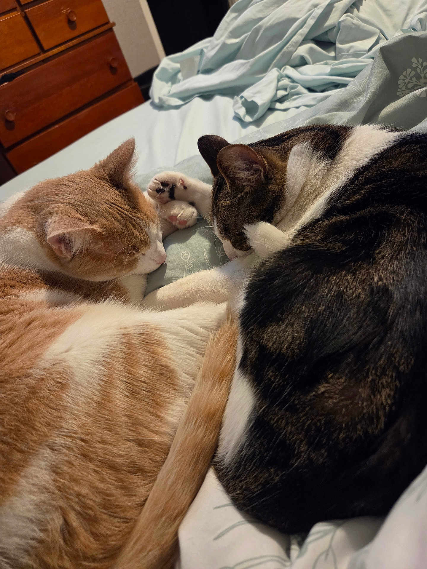 Frankie And Leelo joined the competition — help win amazing prizes! cat, cats, sleeping, bed, blanket, paw, tail, fur, domestic_cat, tabby, ginger_cat, white_patch, cuddle, snuggled, bedroom, dresser, cozy, nap, pet, whiskers