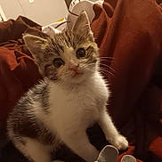 Frankie And Leelo is registered to the contest to win money with this photo: kitten, cat, pet, indoor, blanket, bedding, whiskers, fur, portrait, curious, big_eyes, pointed_ears, paw, sitting, cozy, close_up, domestic_cat, bedroom, soft_texture, young