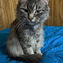 cat, gray_tabby, pet, indoor, blue_blanket, quilted, wooden_wall, feline, whiskers, ears, tail, sitting, fur, domestic_animal, cute, animal, portrait, looking, house, cozy