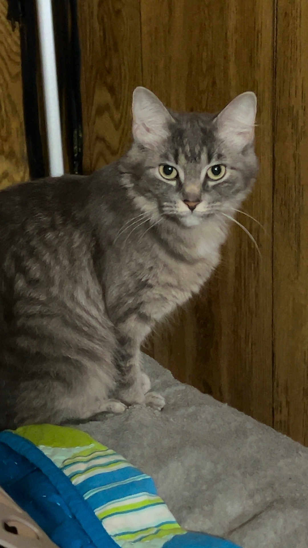 Vivi joined the competition — help win amazing prizes! cat, tabby, gray_cat, feline, pet, indoor, wooden_wall, blanket, striped_blanket, soft_surface, sitting, looking, whiskers, ears, fur, domestic_animal, animal, cozy, home, curious