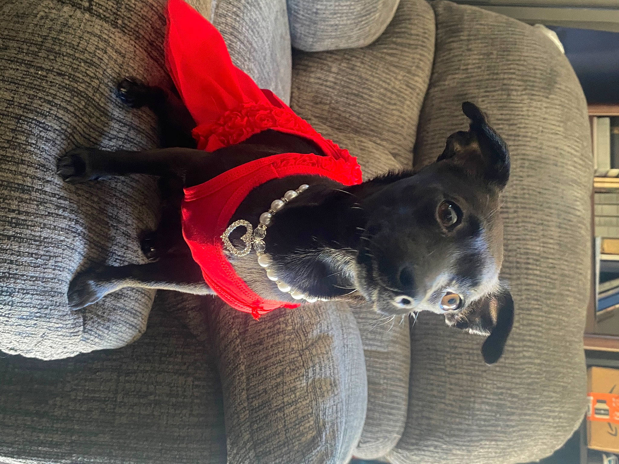 Roxy joined the competition — help win amazing prizes! carmine, carnivore, collar, companion_dog, dog, dog_breed, dog_clothes, dog_collar, dog_supply, electric_blue, fashion_accessory, grey, leash, personal_protective_equipment, pet_supply, snout, sporting_group, tail, working_animal, working_dog